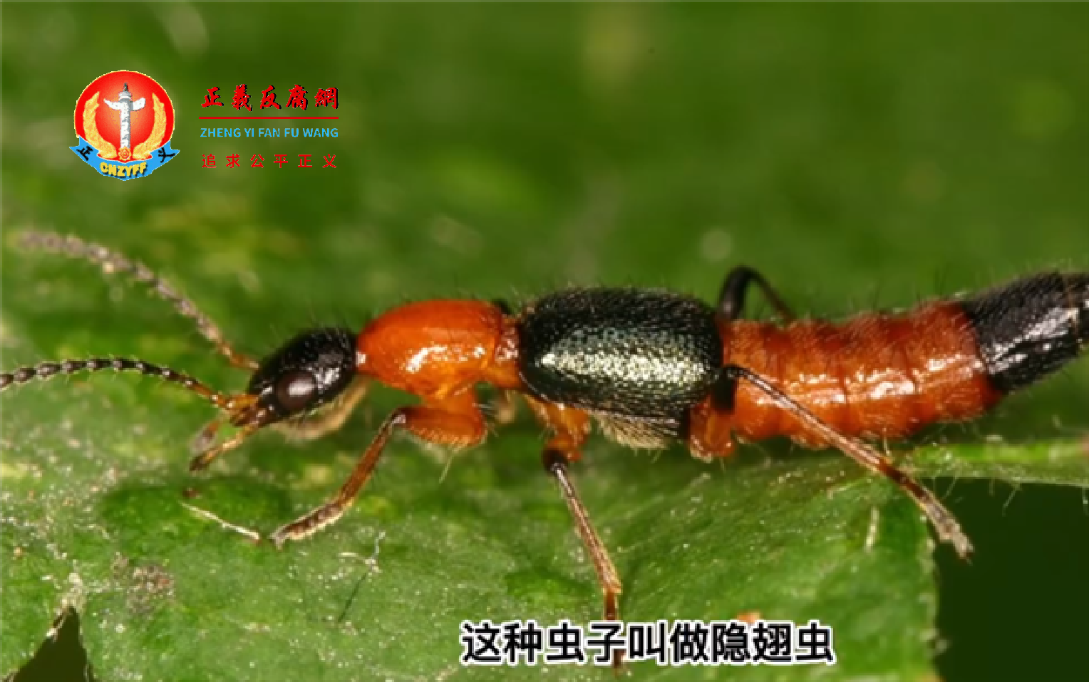 隐翅虫。示意图。.png 隐翅虫。示意图。.png